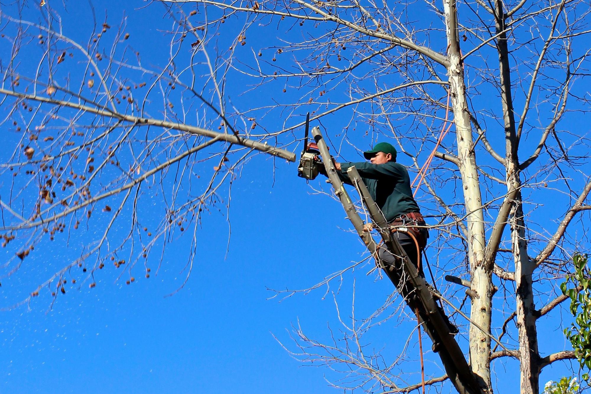 Travaux d'élagage d'arbre