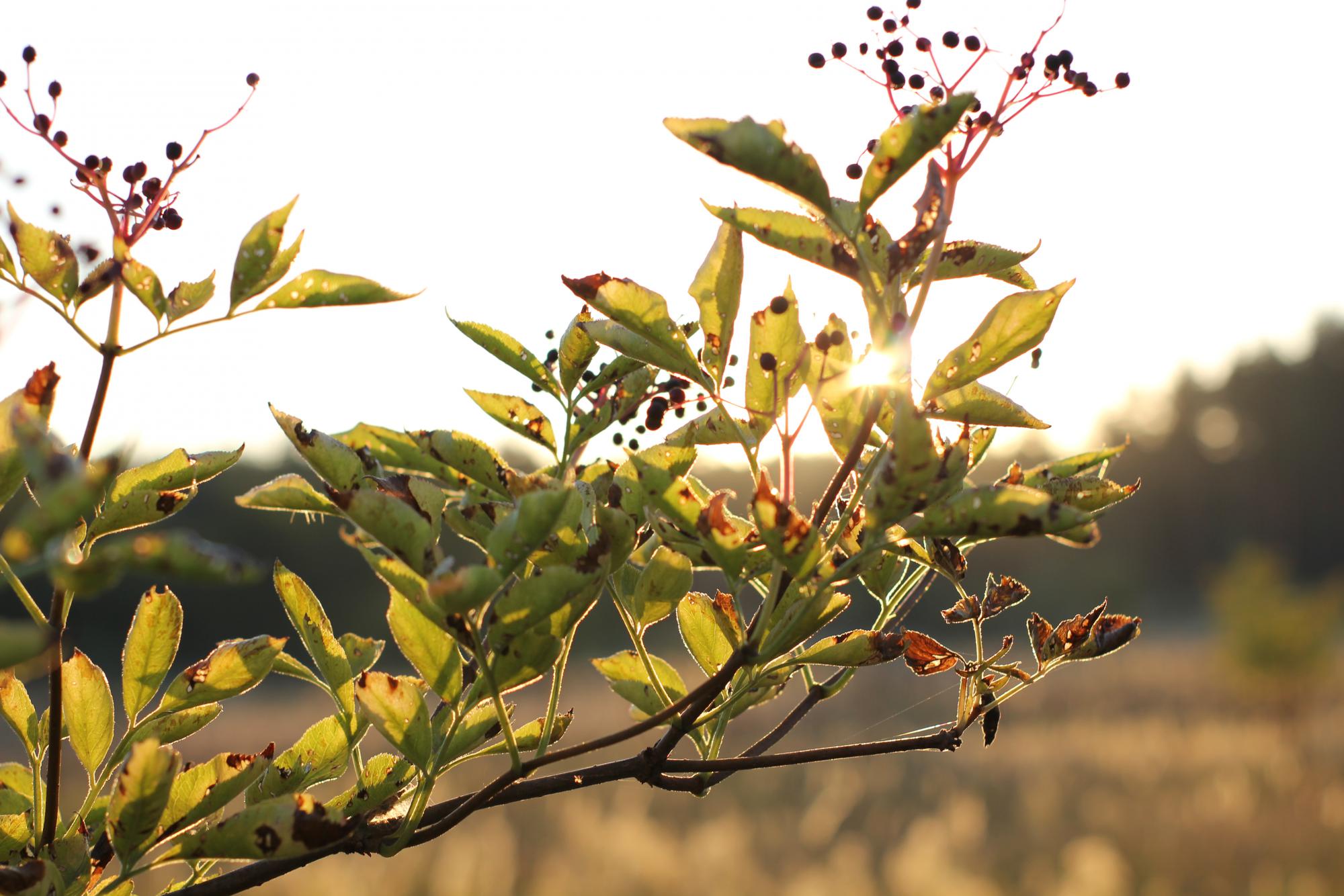 Feuilles malades 