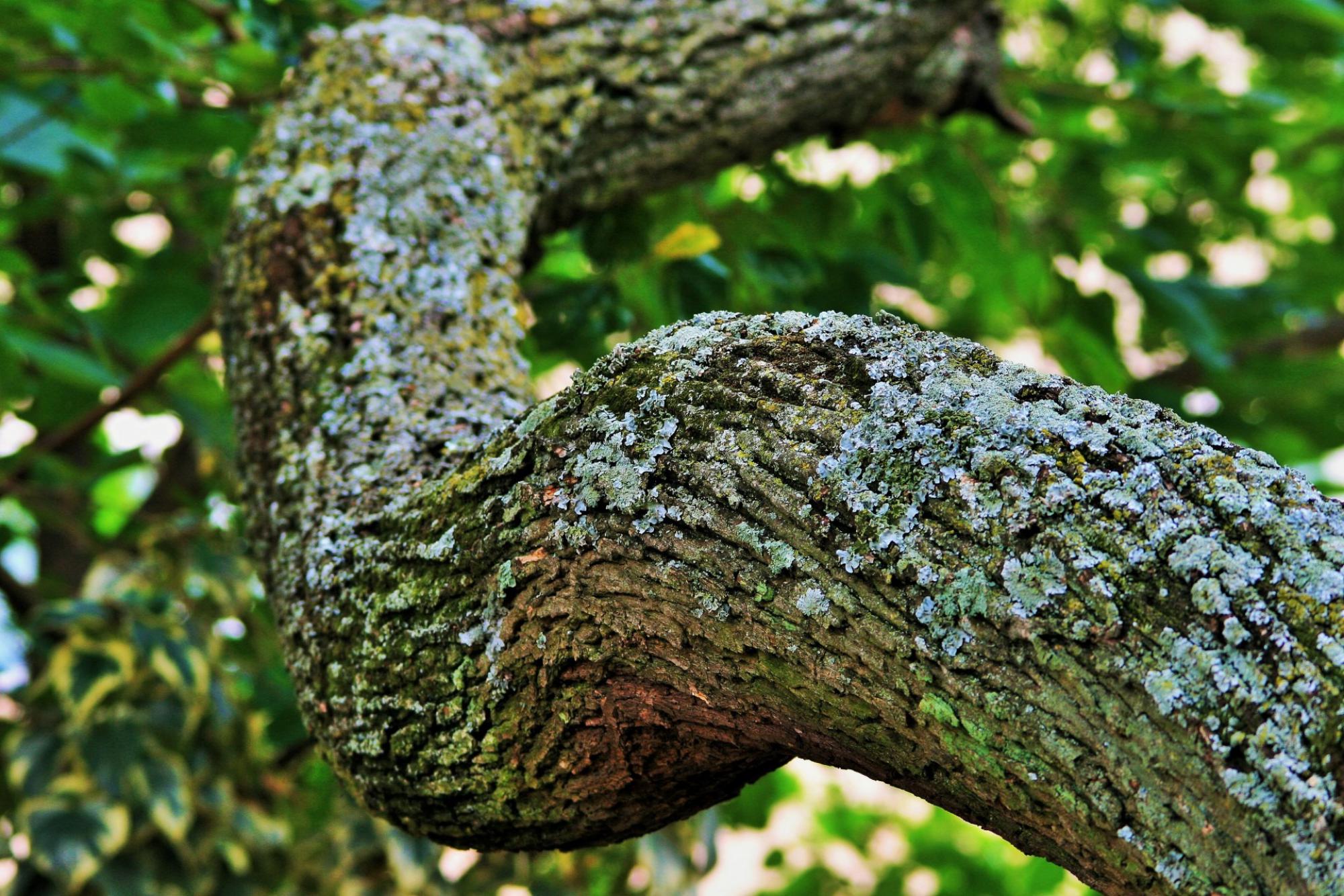 Mousses et lichens sur tronc d'arbre 