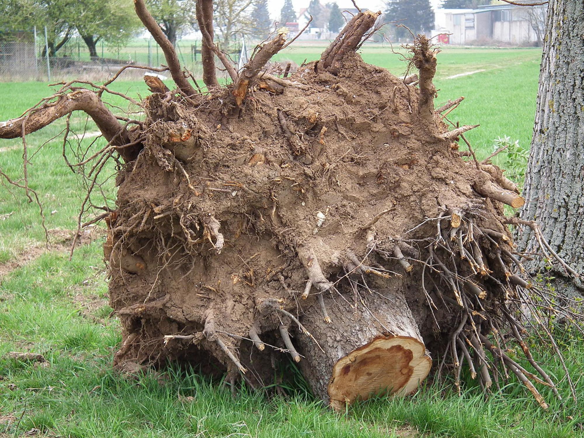 Souche arbre 