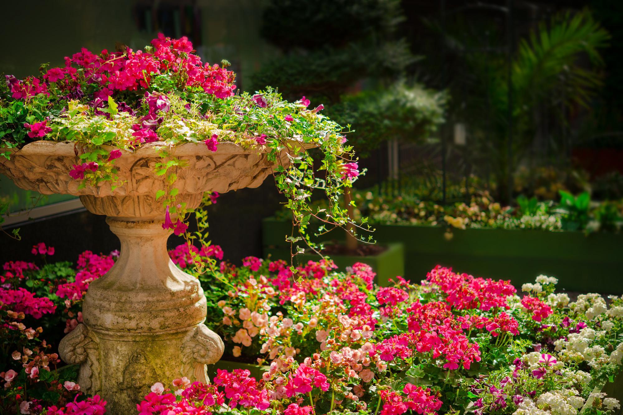 Massif de fleurs 