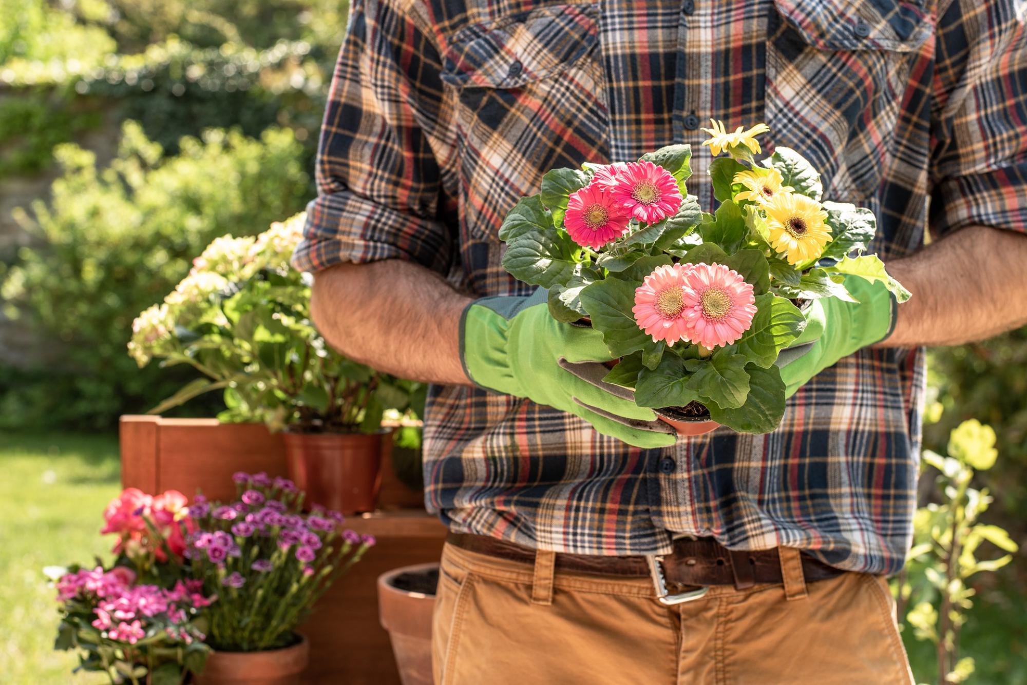 Fleurs, jardinier, entretien 