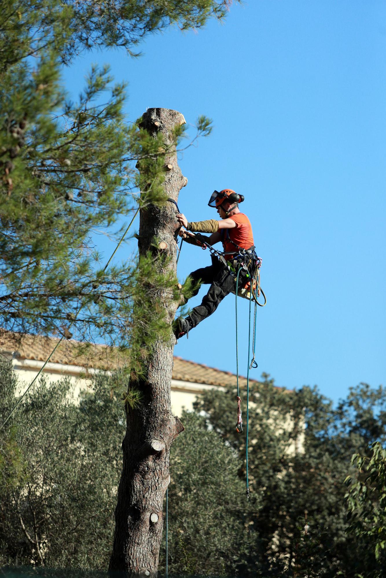 élagage d'arbre 