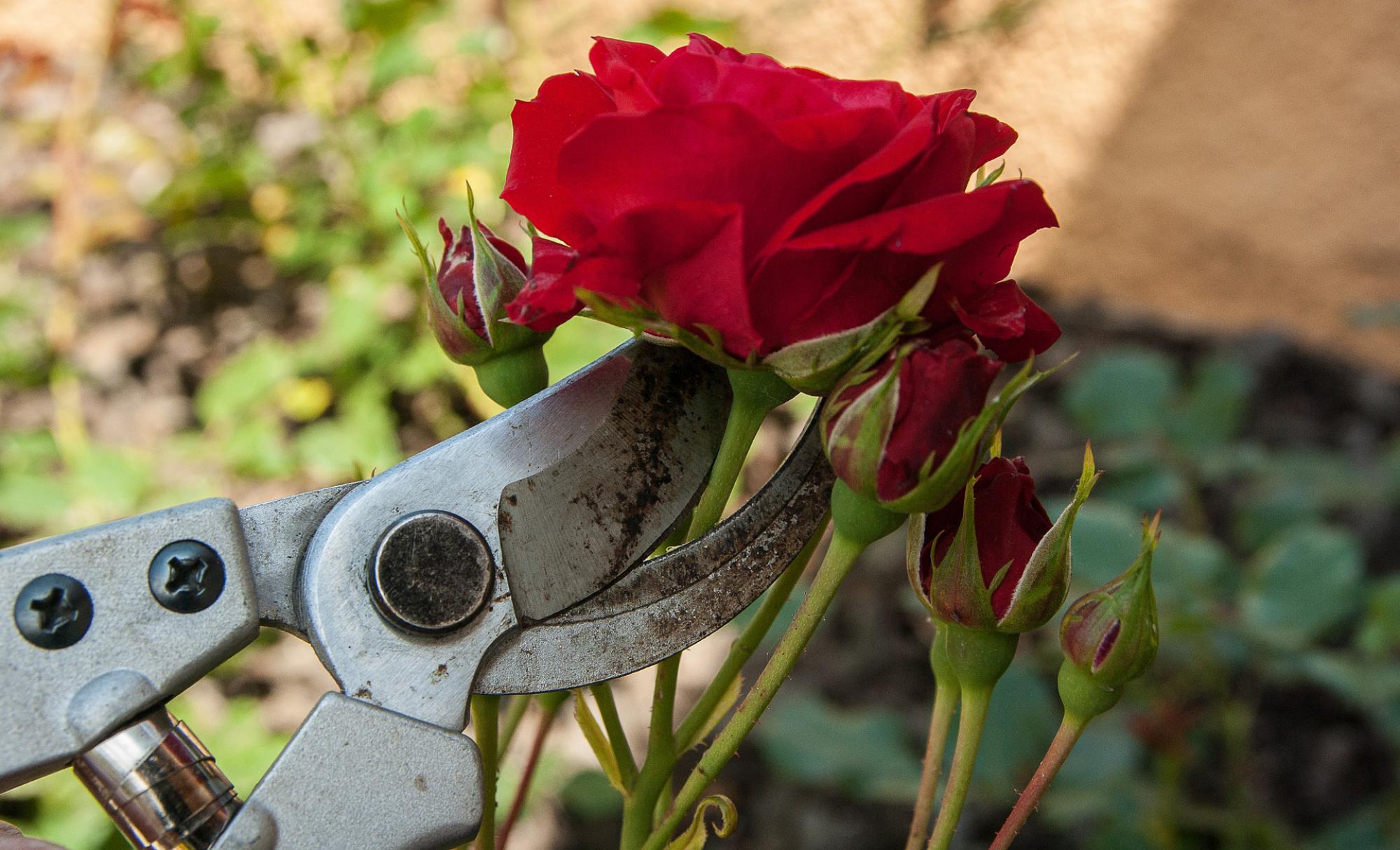 taille de rosier 