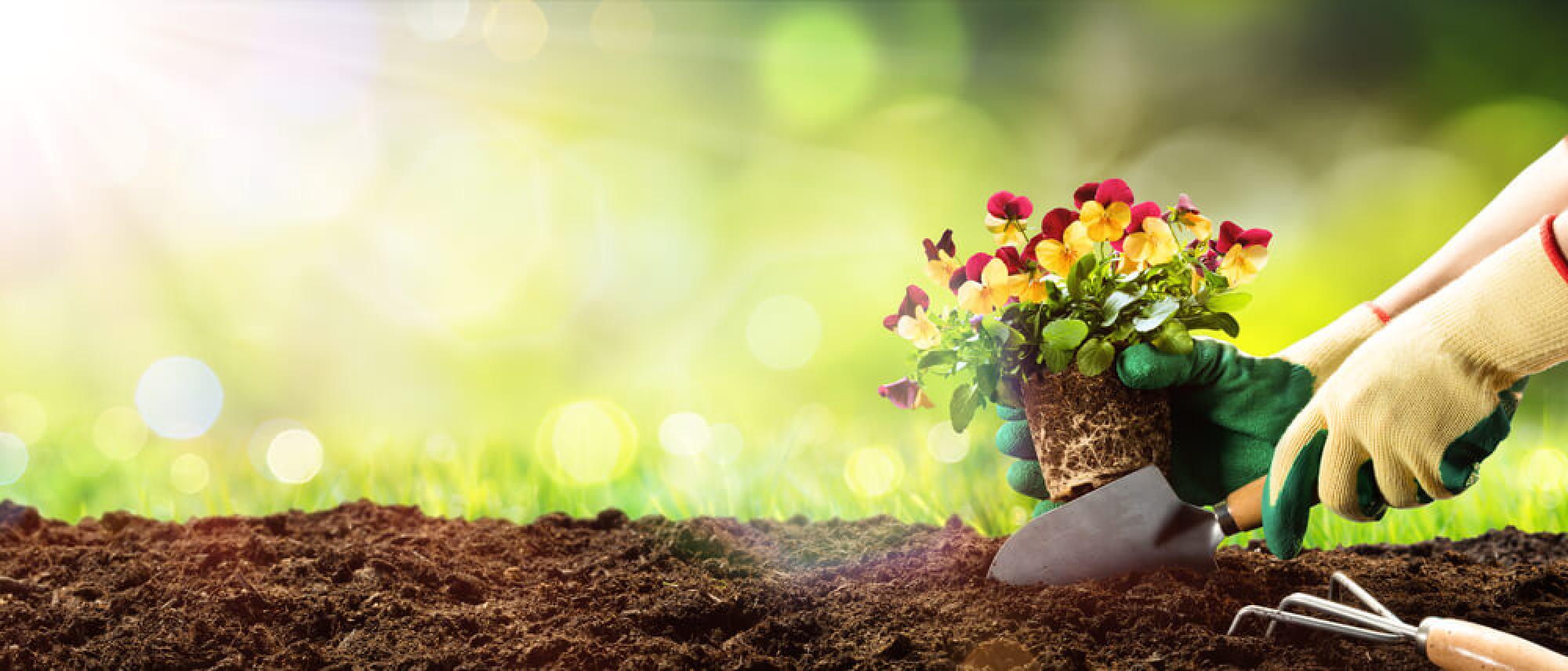 plantation de fleurs 