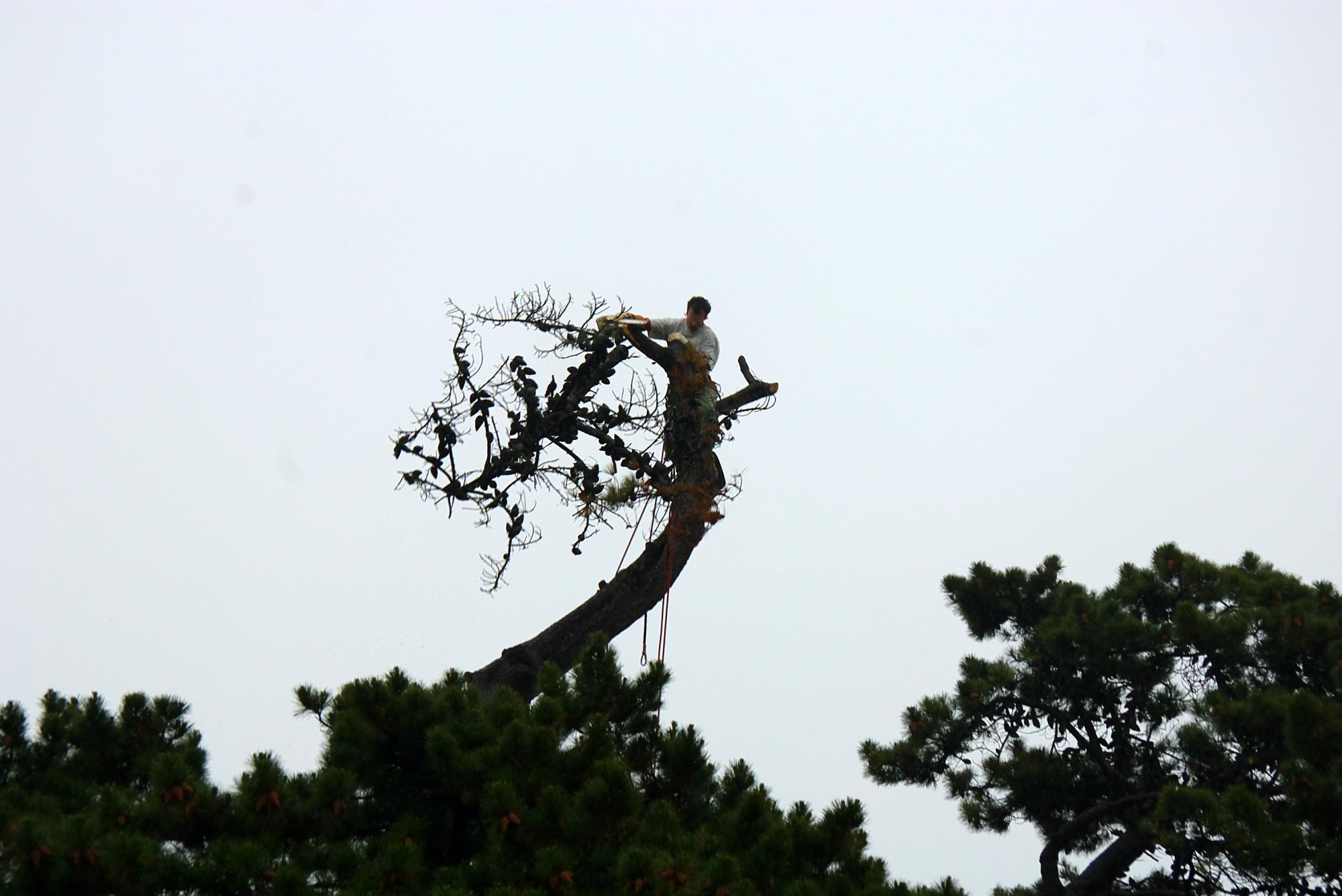 étêtage d'arbre 