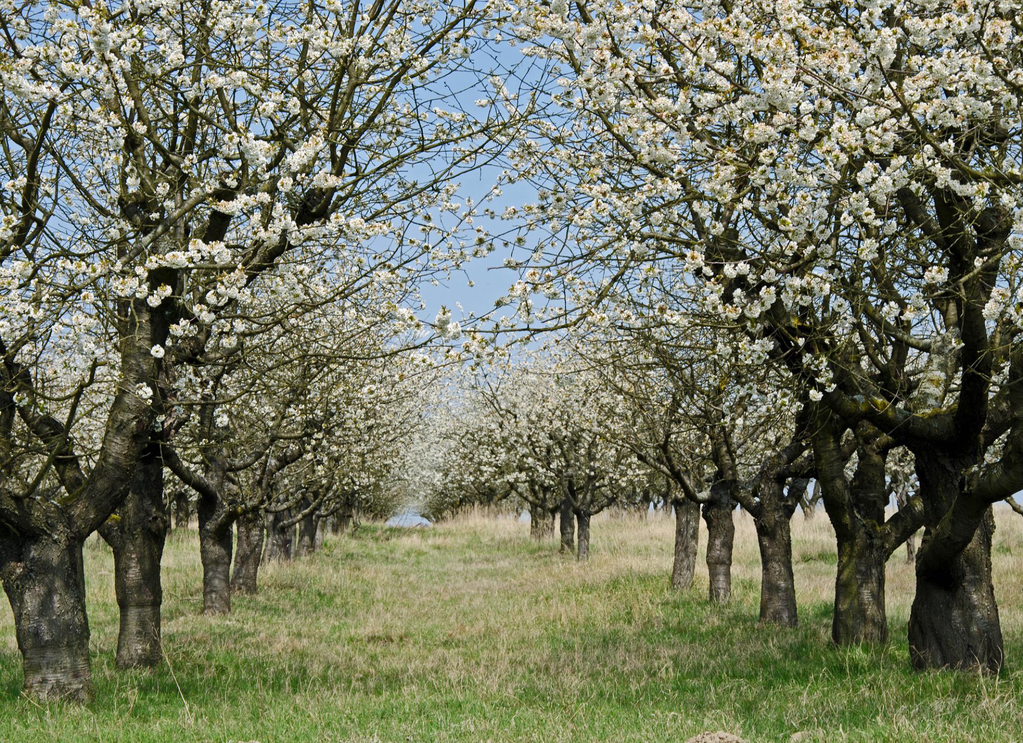 Verger, arbres fruitiers