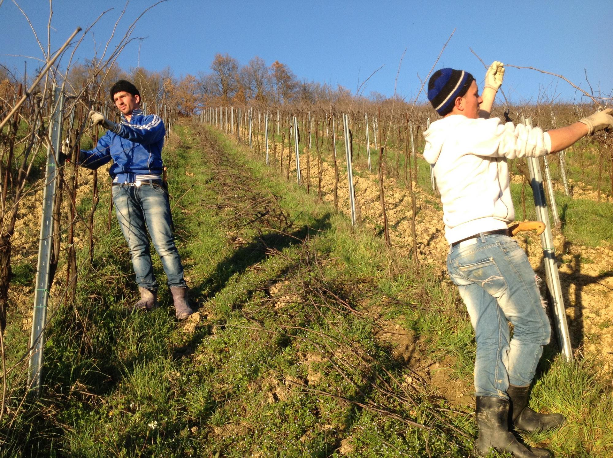 Taille de vigne 