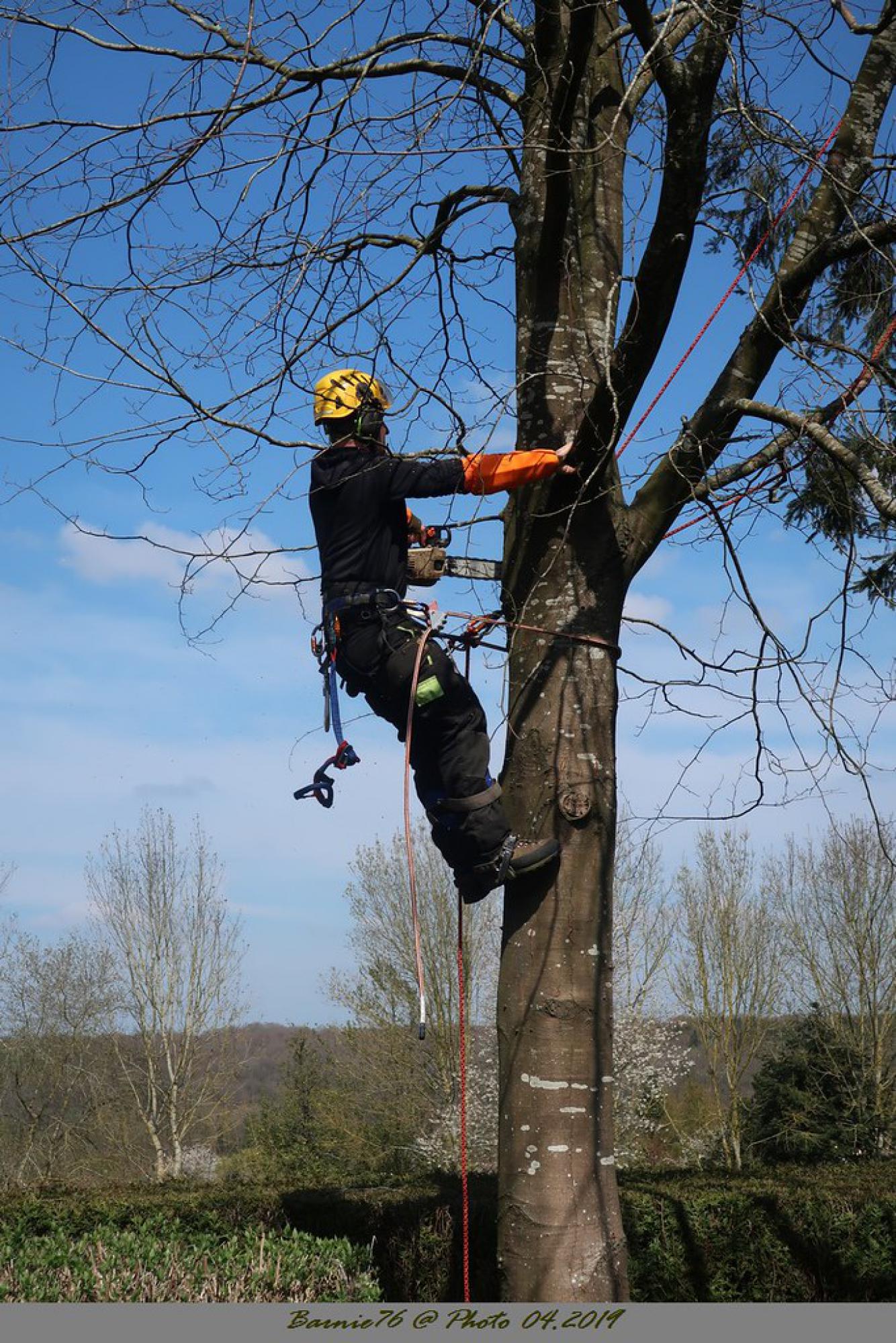 Elagueur professionnel 