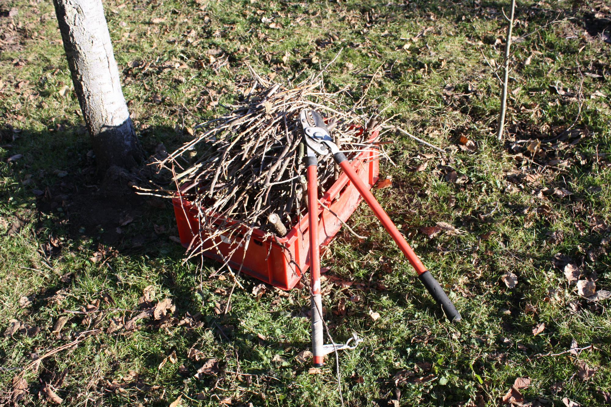 Sécateur, branches, élagage 