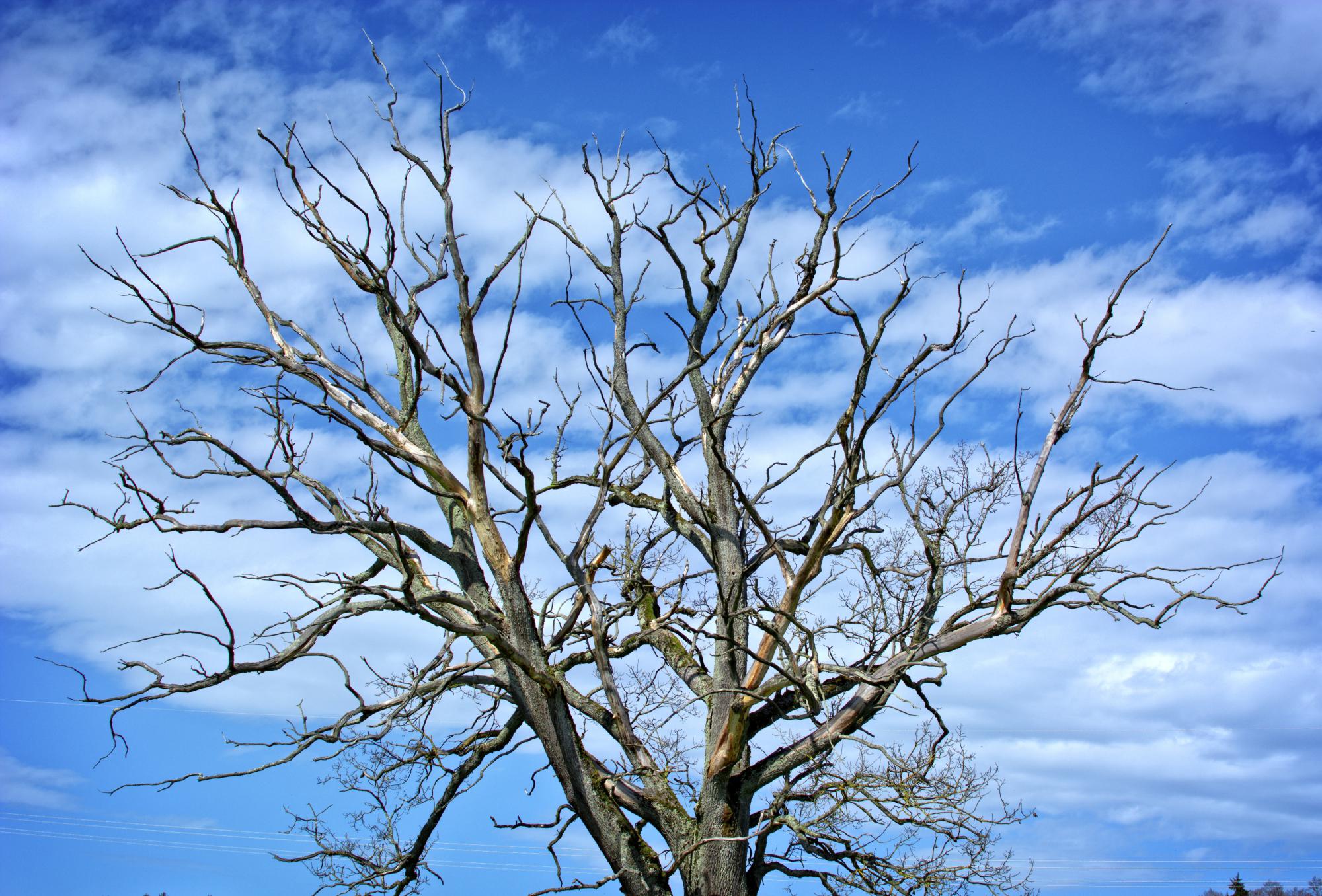 Arbres, hivers 