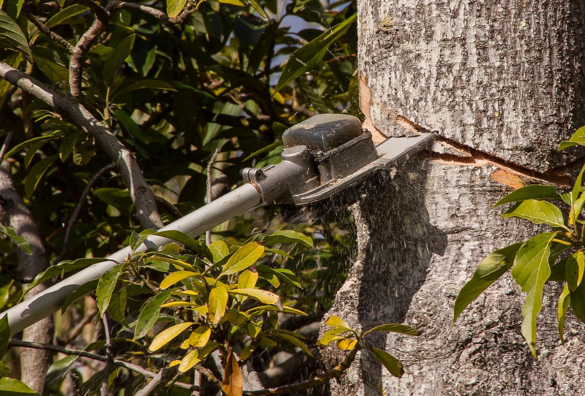 Abattage d'arbre 