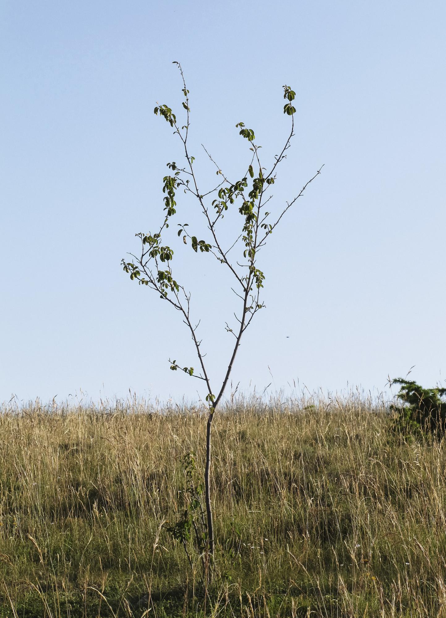 jeune arbre 