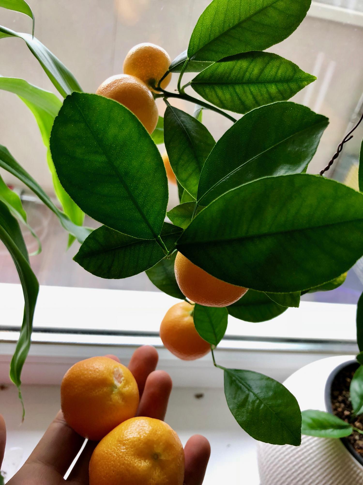 Agrume, mandarinier en pot