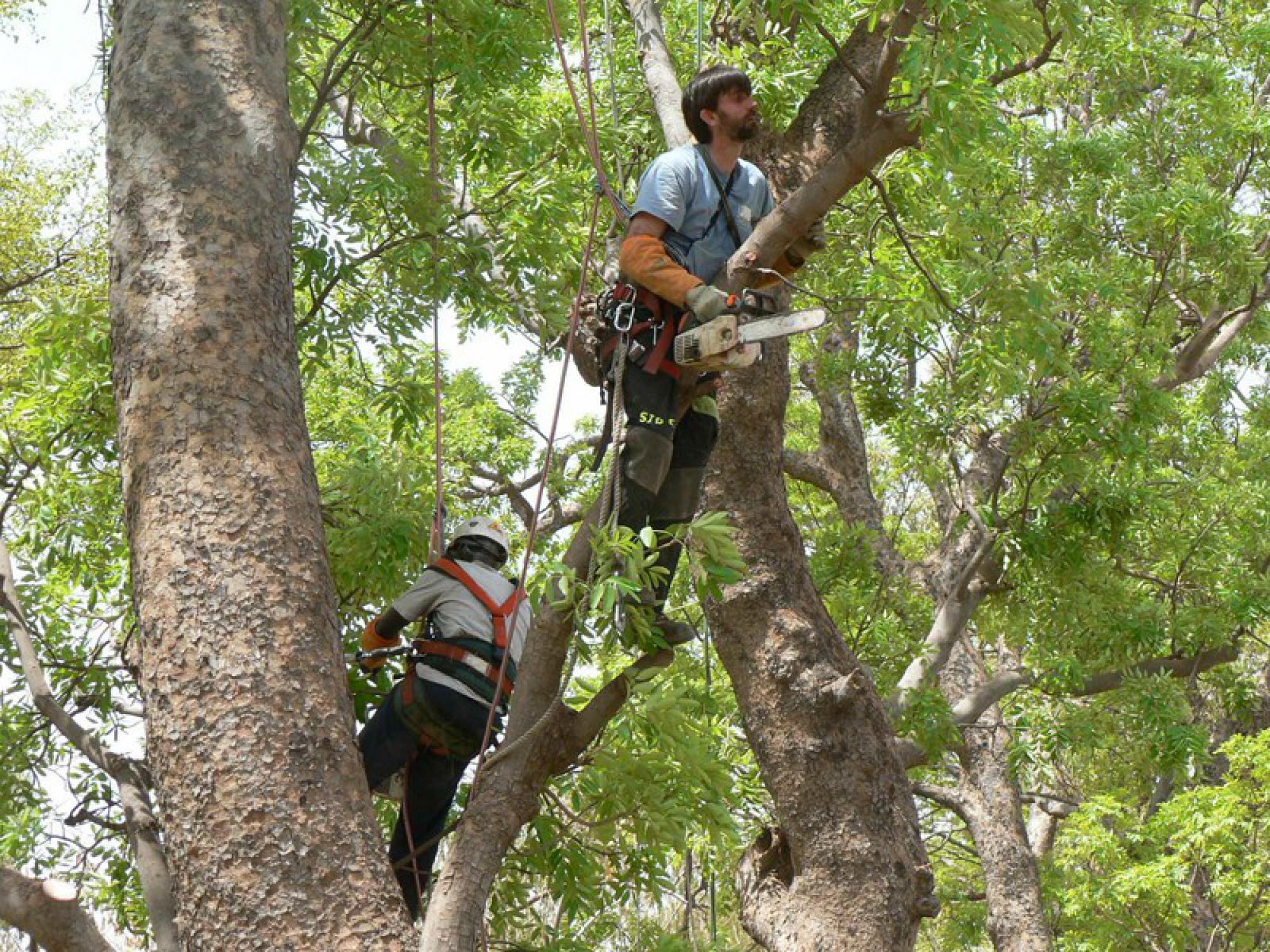 Travaux d'élagage d'arbre 