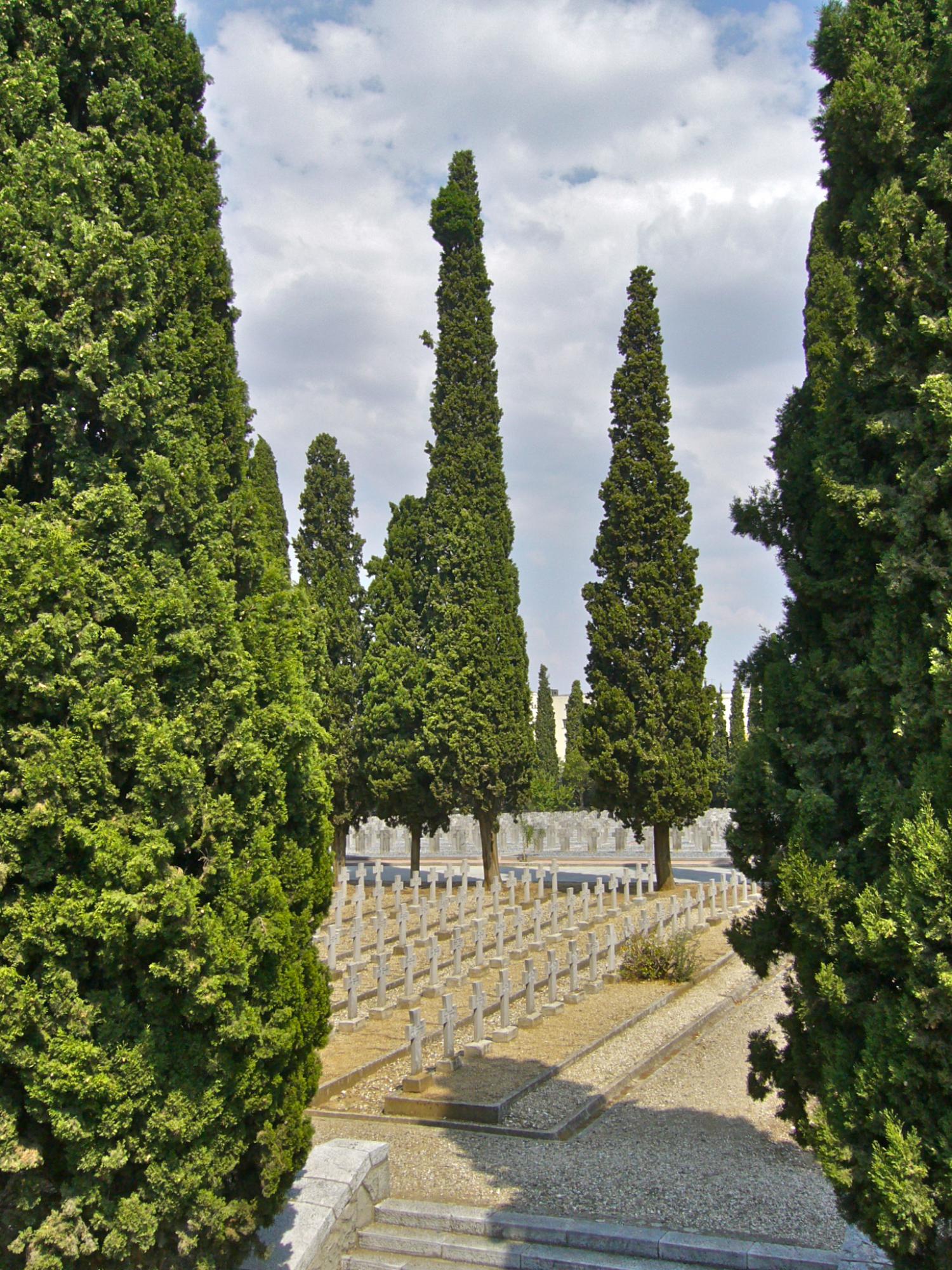 Cyprès de Leyland 