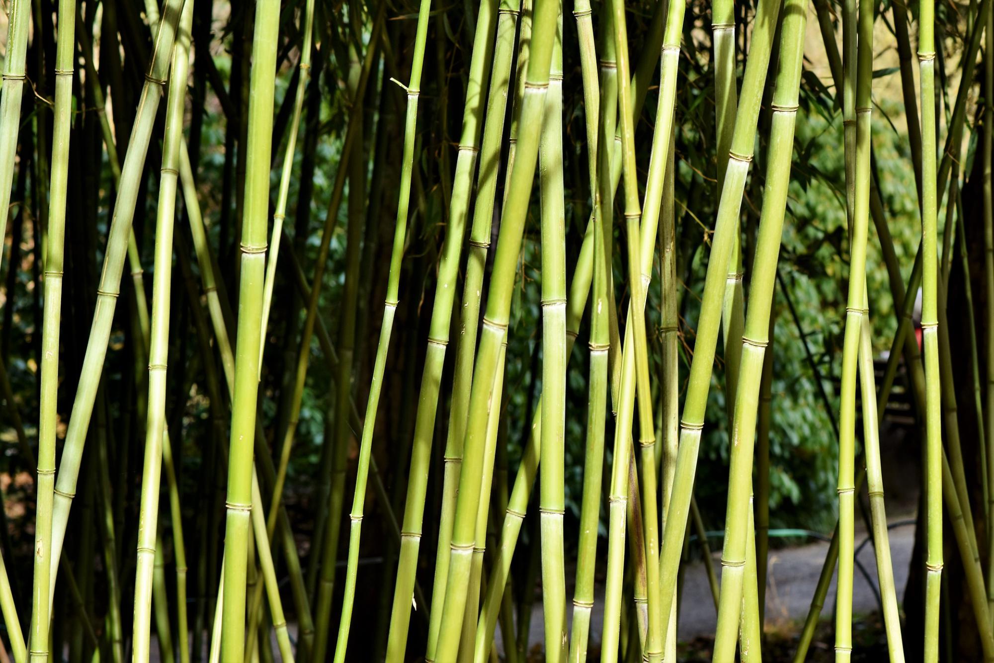 Forêt de bambous 
