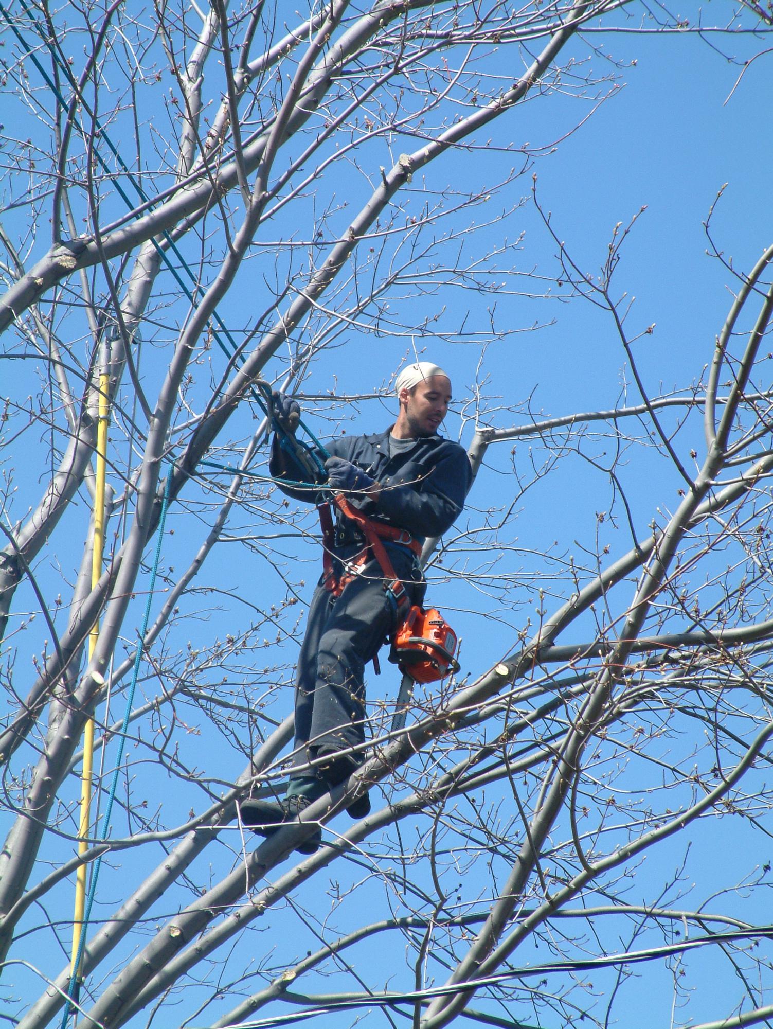 Travaux d'élagage d'arbre 