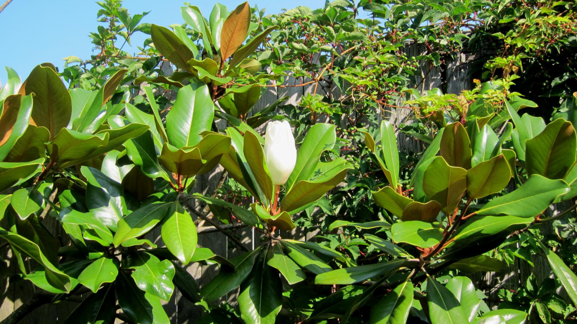 Magnolia Grandiflora 