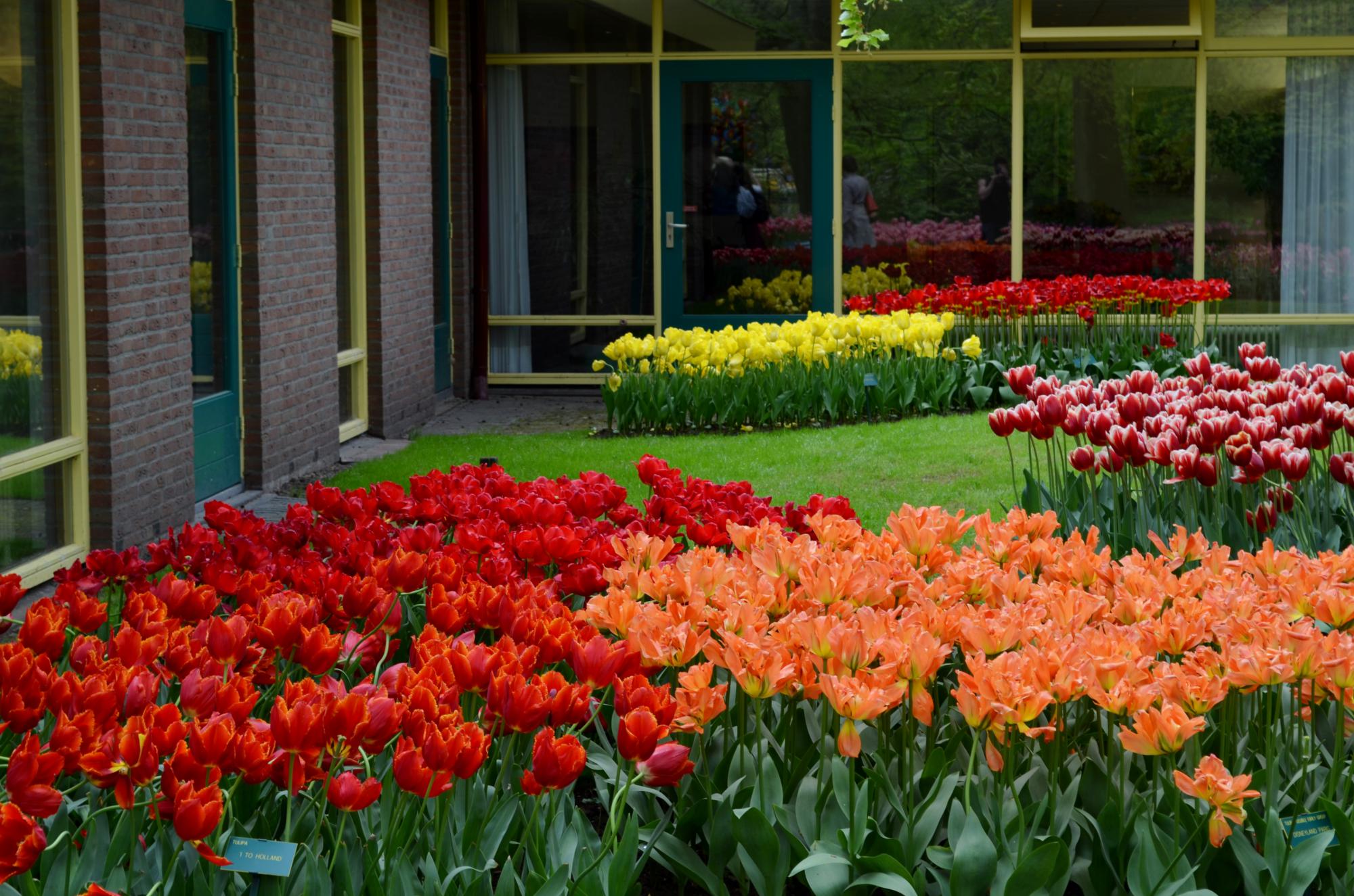 Jardin, fleurs, plantes 