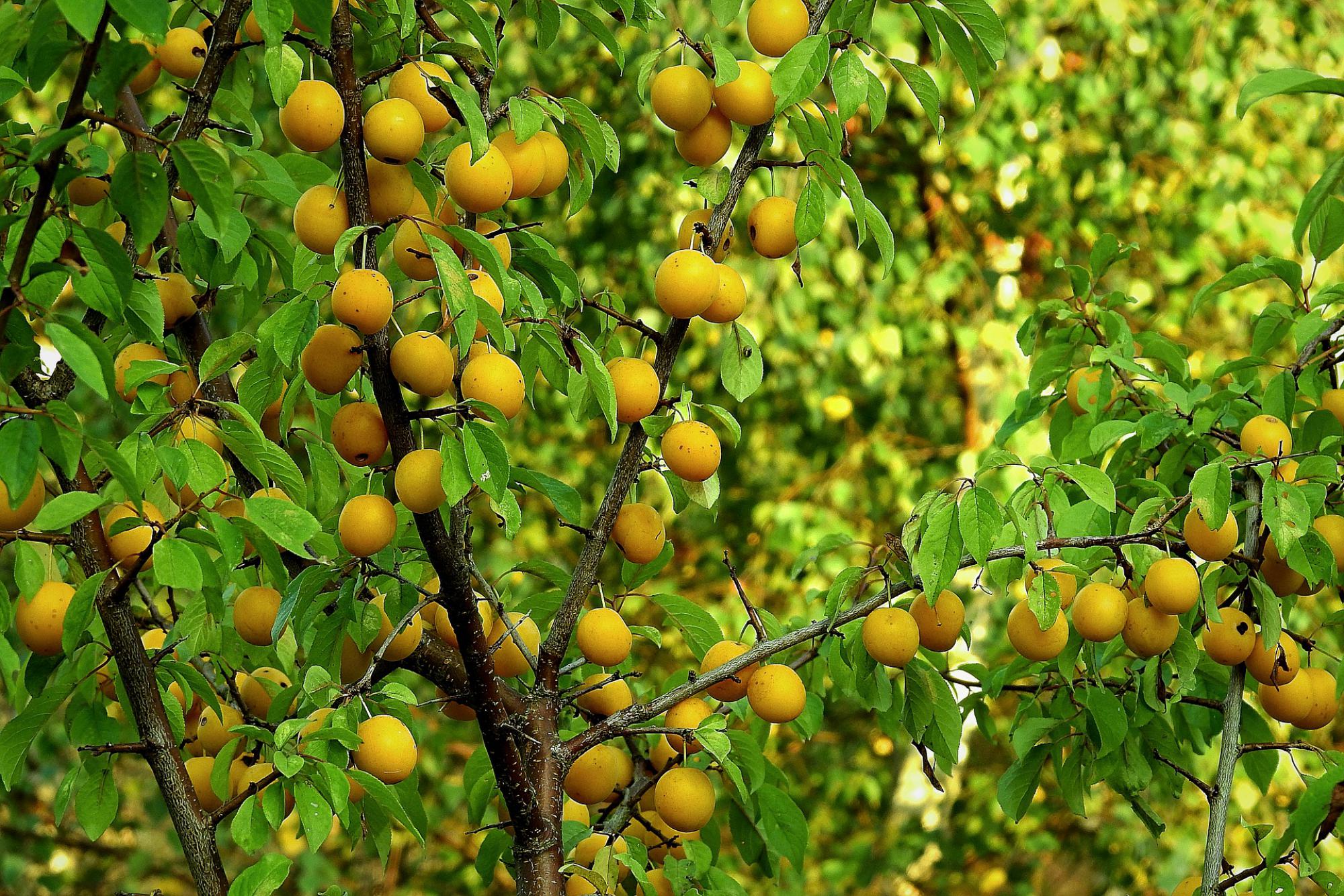 Arbre fruitier, prunier 