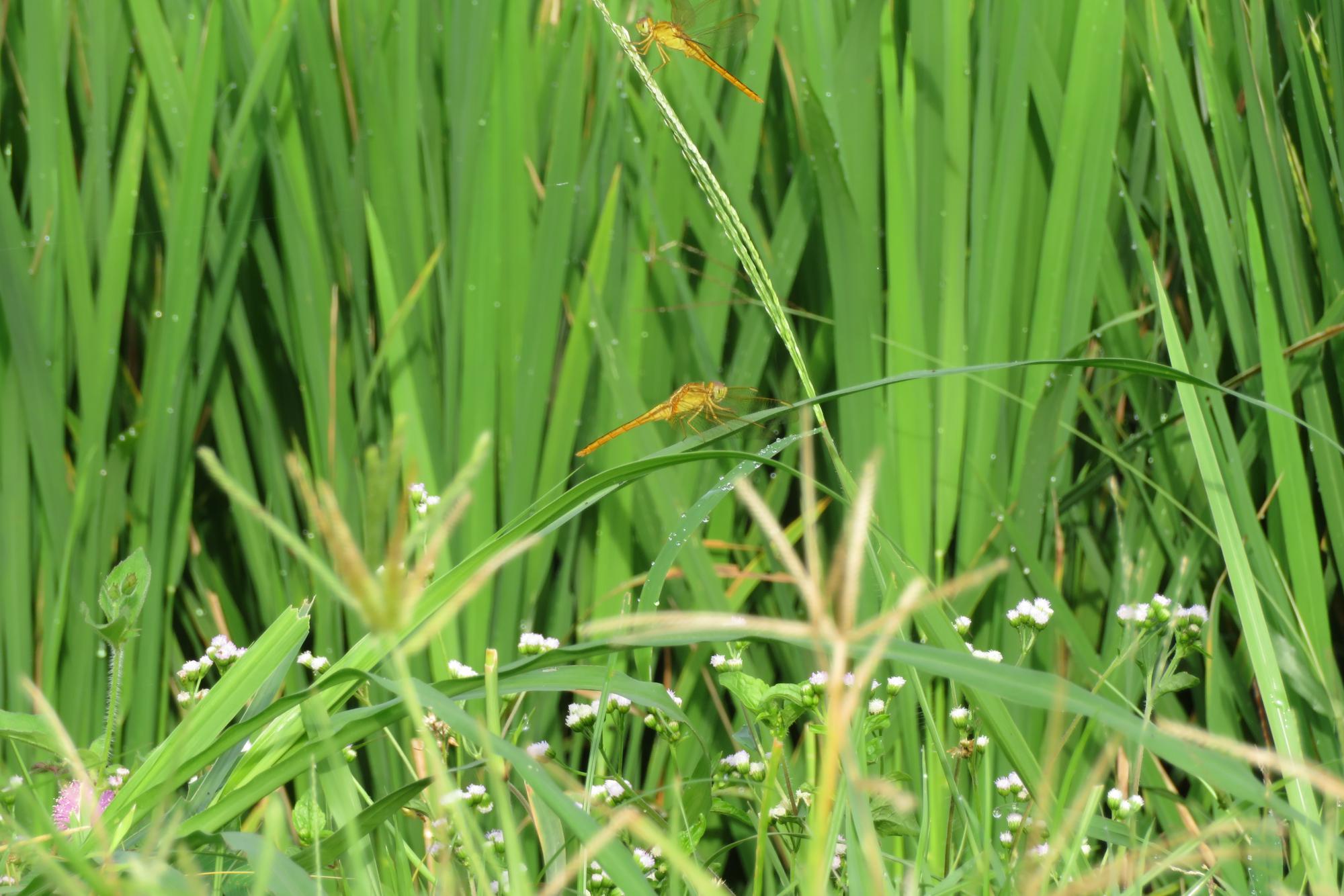 Pelouse et mauvaises herbes 