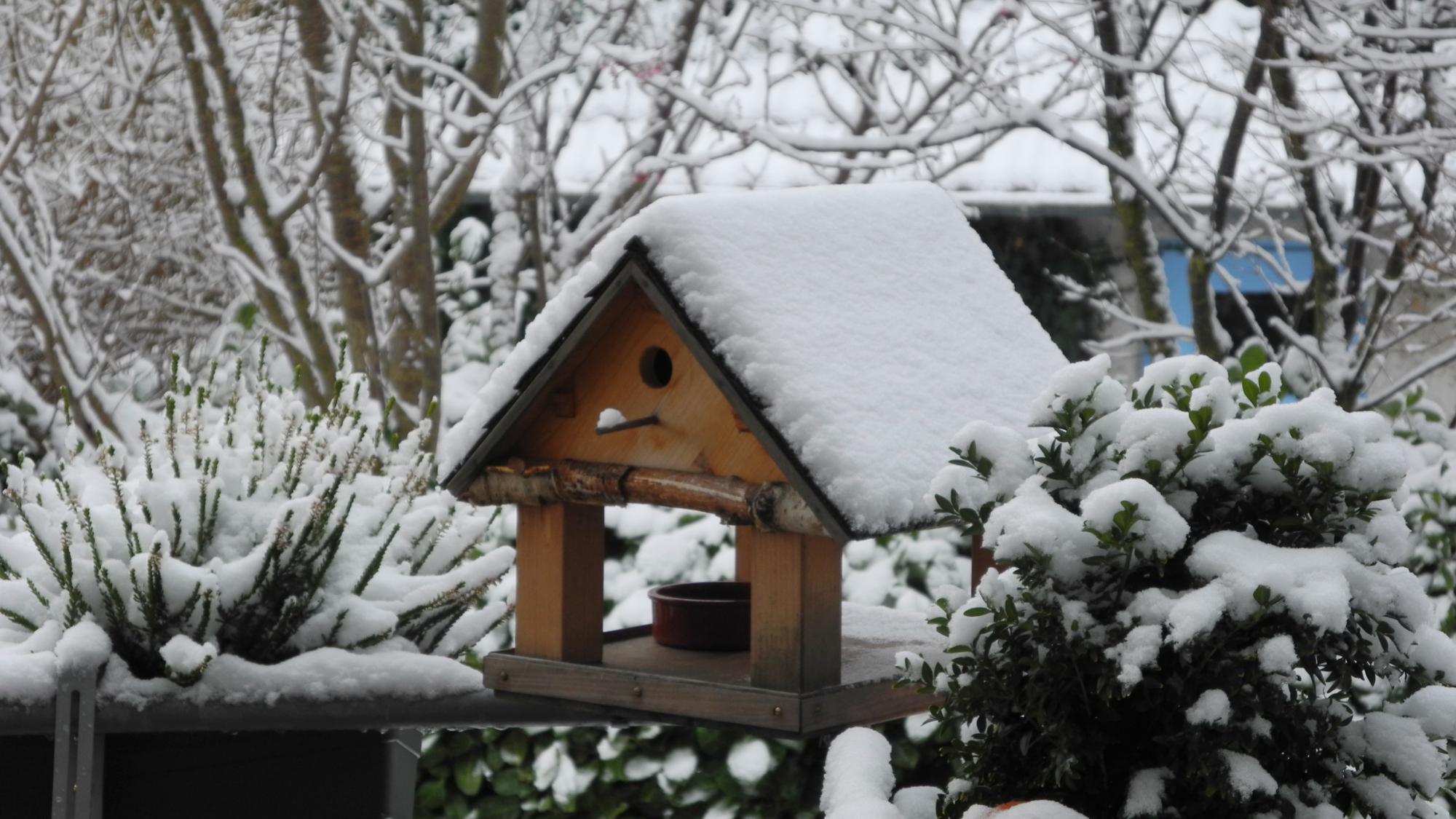 Jardin, période hivernale 