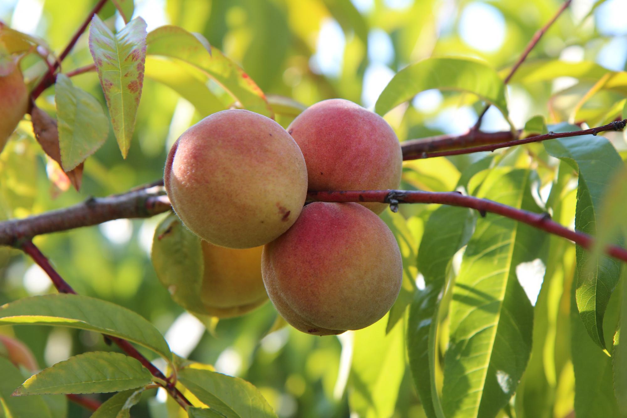 Arbre fruitier, pêcher 