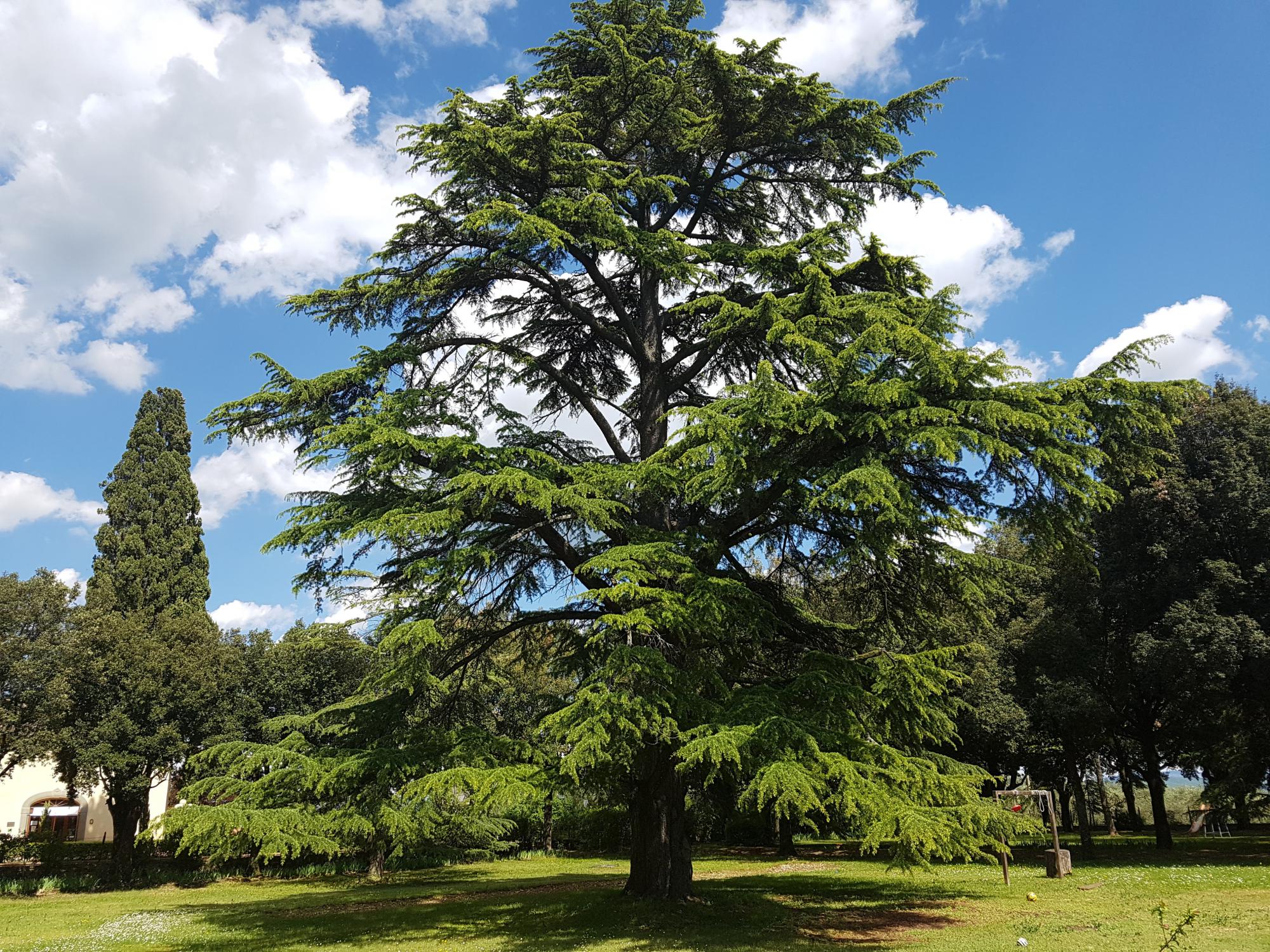 Cèdre, jardin, pelouse 