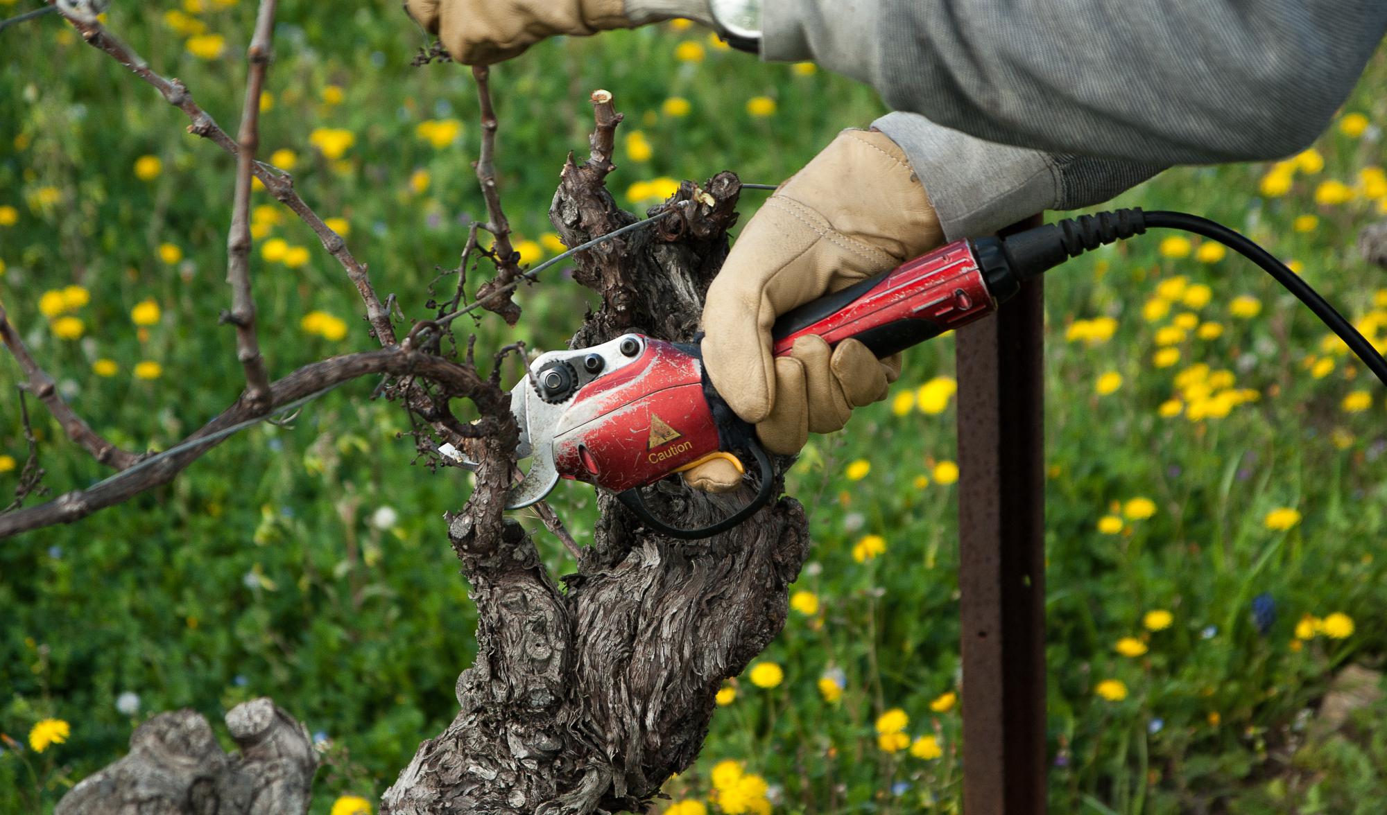 Sécateur, vigne