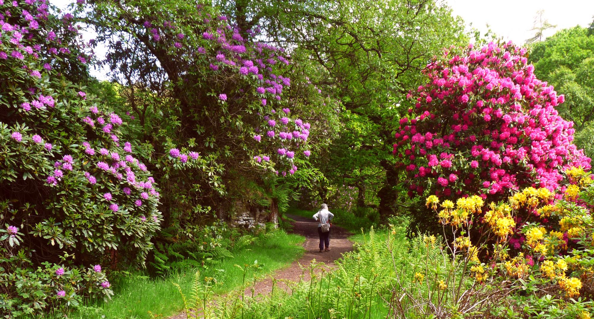 Jardin, arbre, haies fleuries