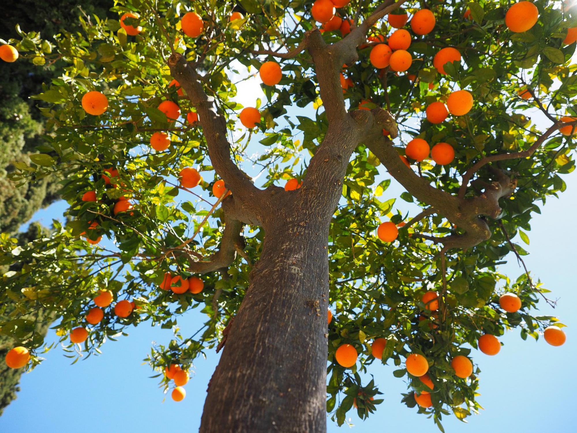 Arbre fruitier,oranger 