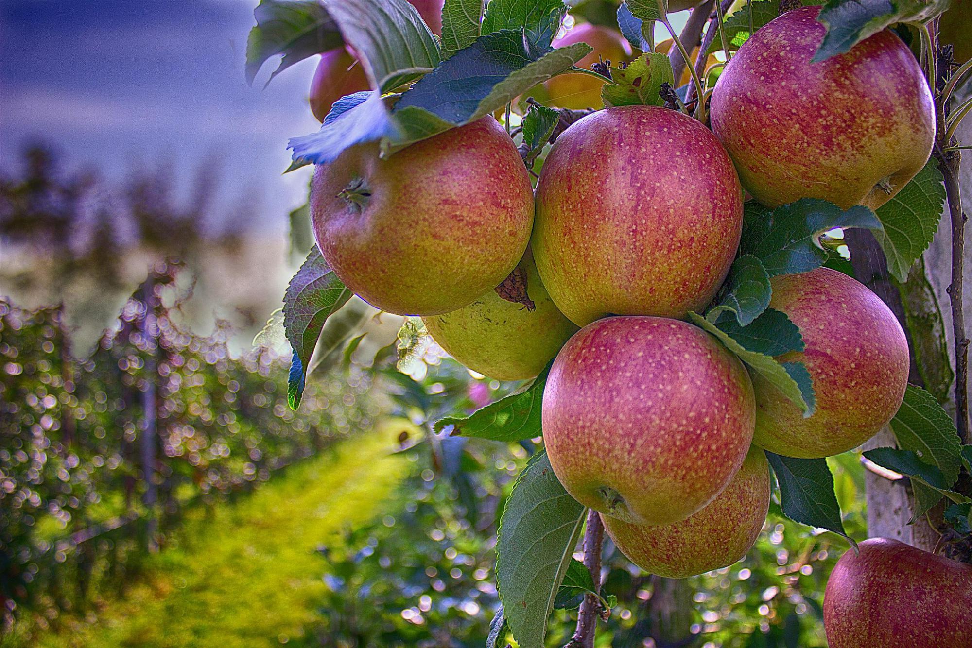 Arbres fruitiers 