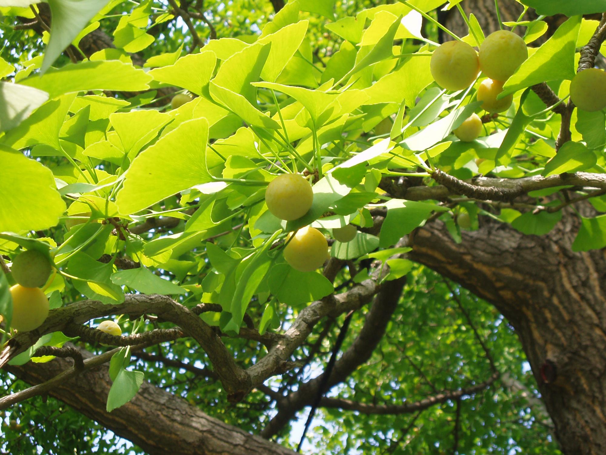 Ginkgo Biloba  