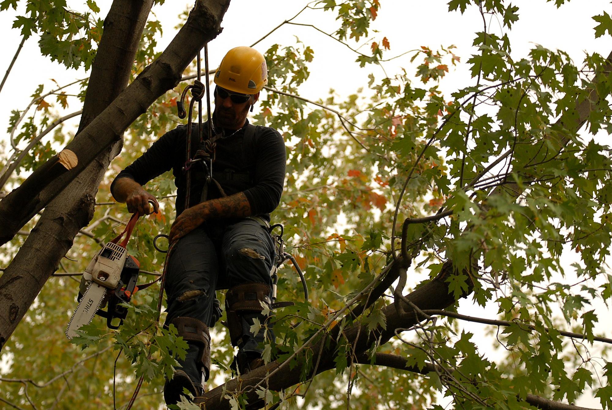 travaux d'élagage d'arbre 