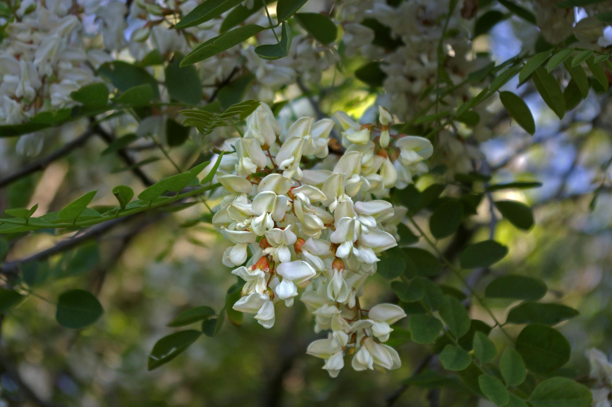 Robinier faux-acacia 