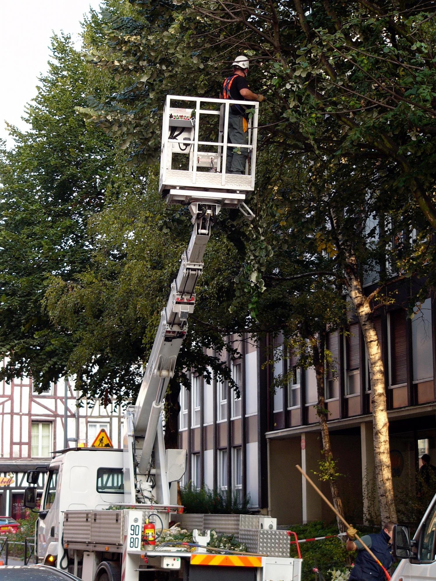 Travaux d'élagage d'arbre 