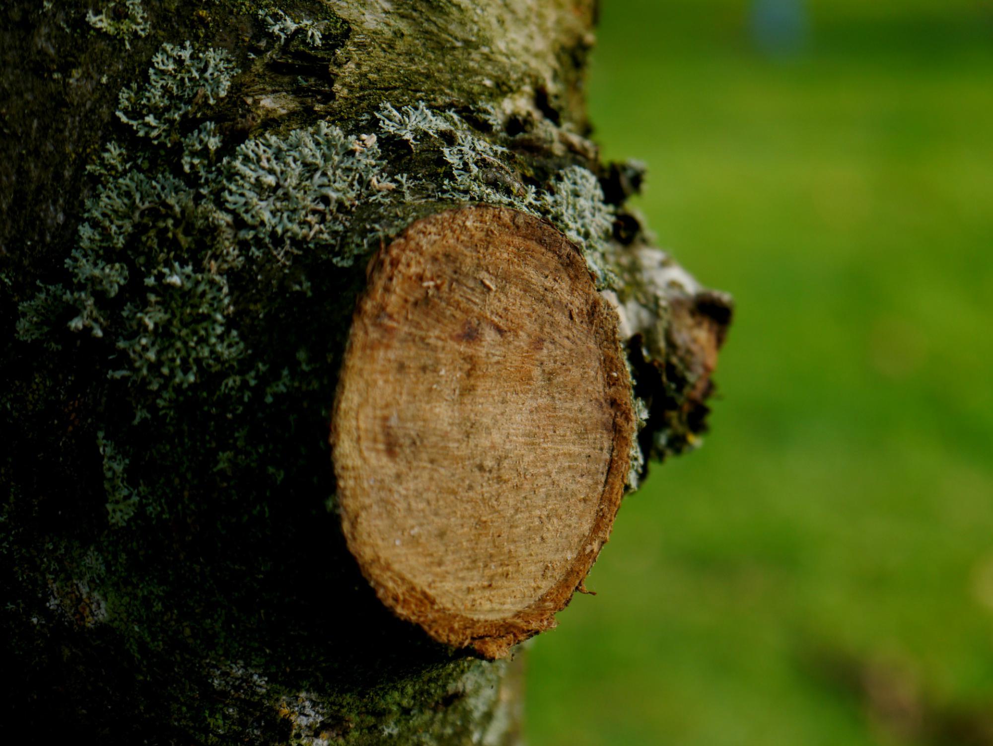 Entaille, arbre 