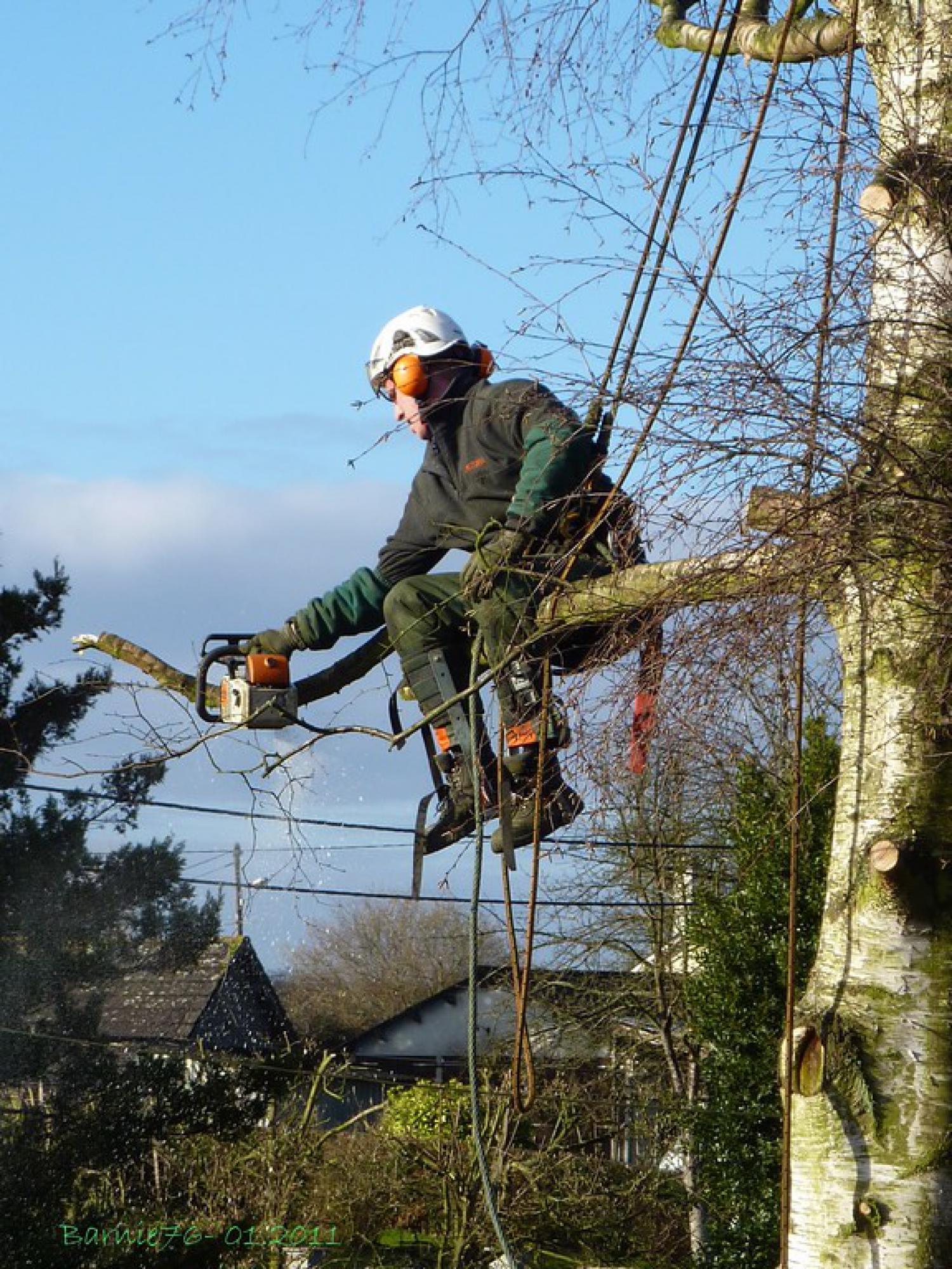 Élagage d'arbre 