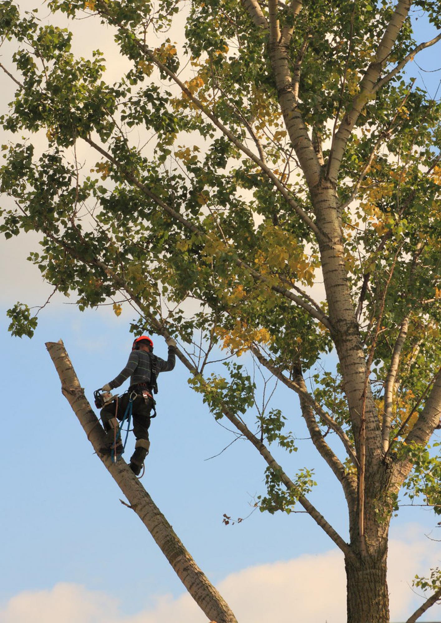 Travaux d'élagage d'arbre 