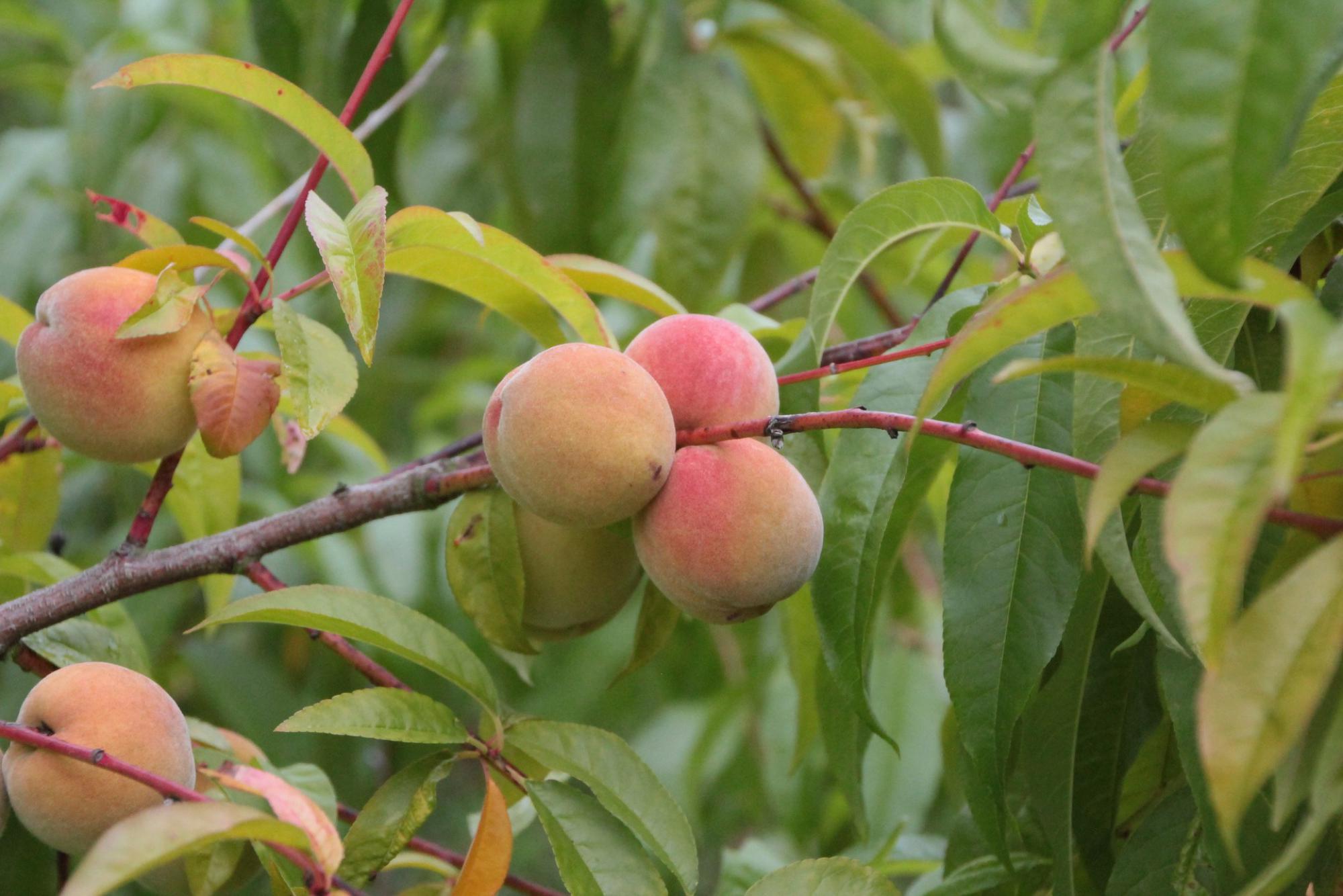 Arbre fruitier, pêcher 