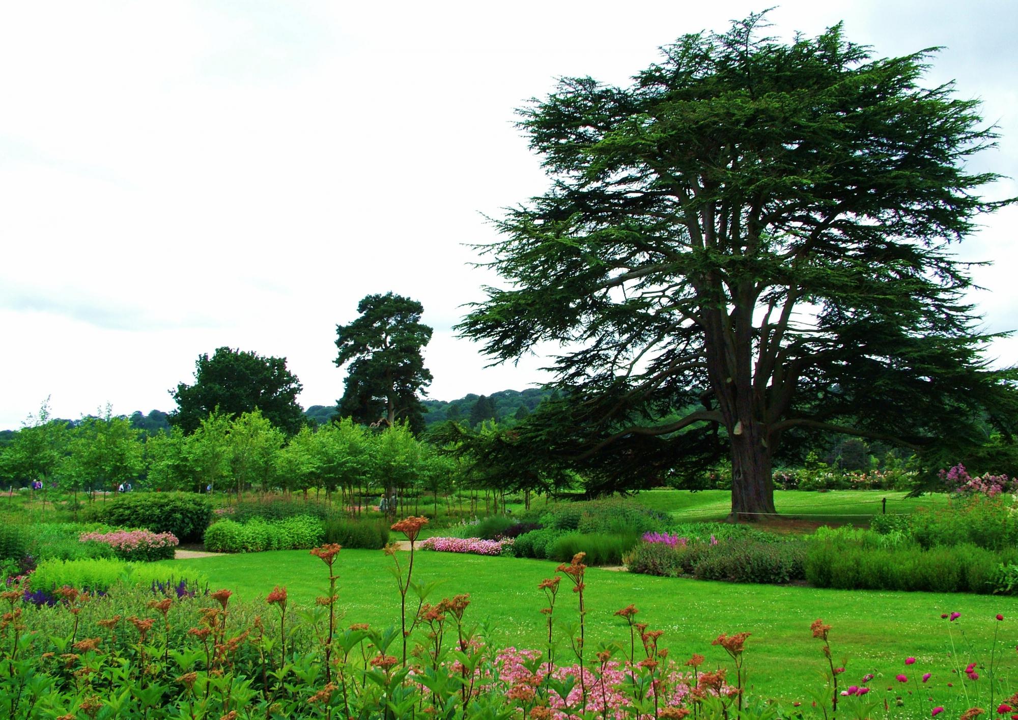 Plante, arbre 