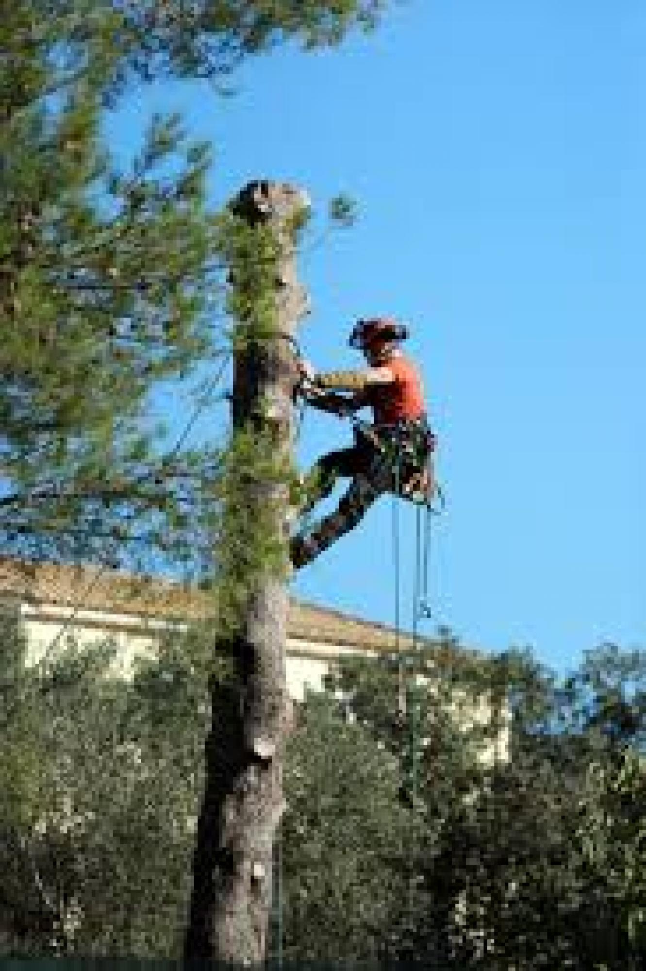 un professionnel en jardinage 002