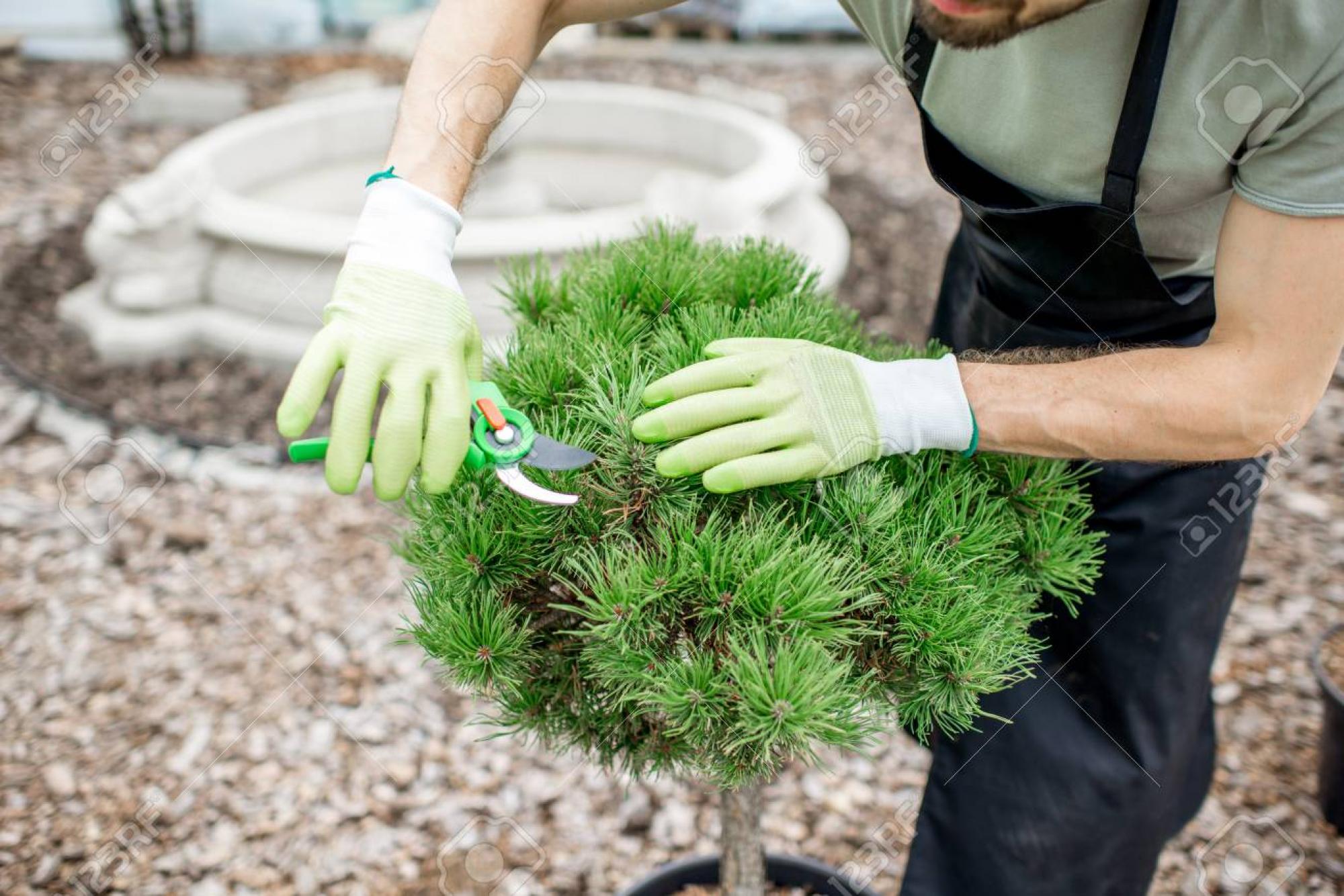 Jardiner en uniforme qui coupe les feuilles de bush ornemental dans le jard