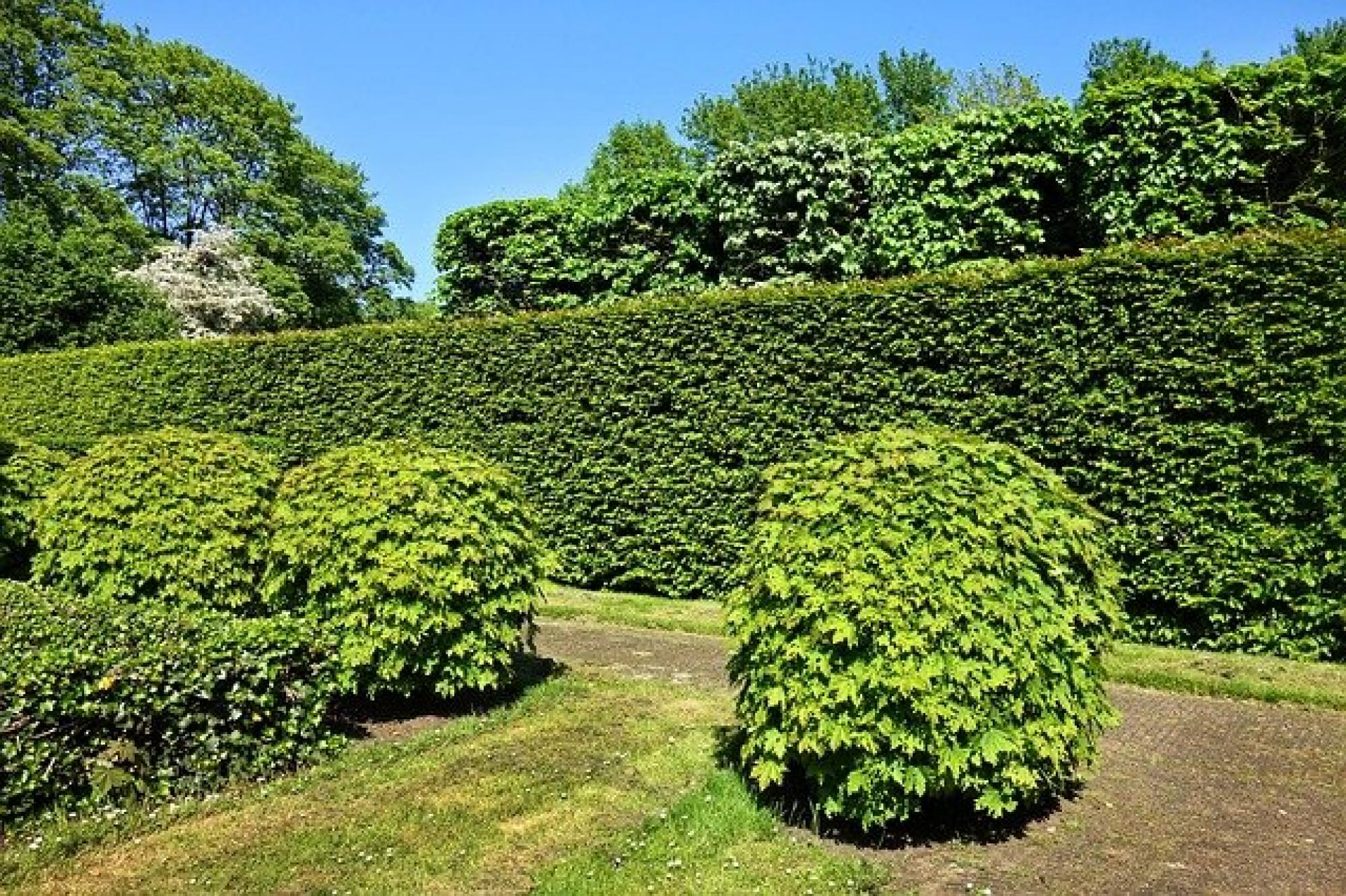 Jardinier Luxembourg - Holderbaum elagage