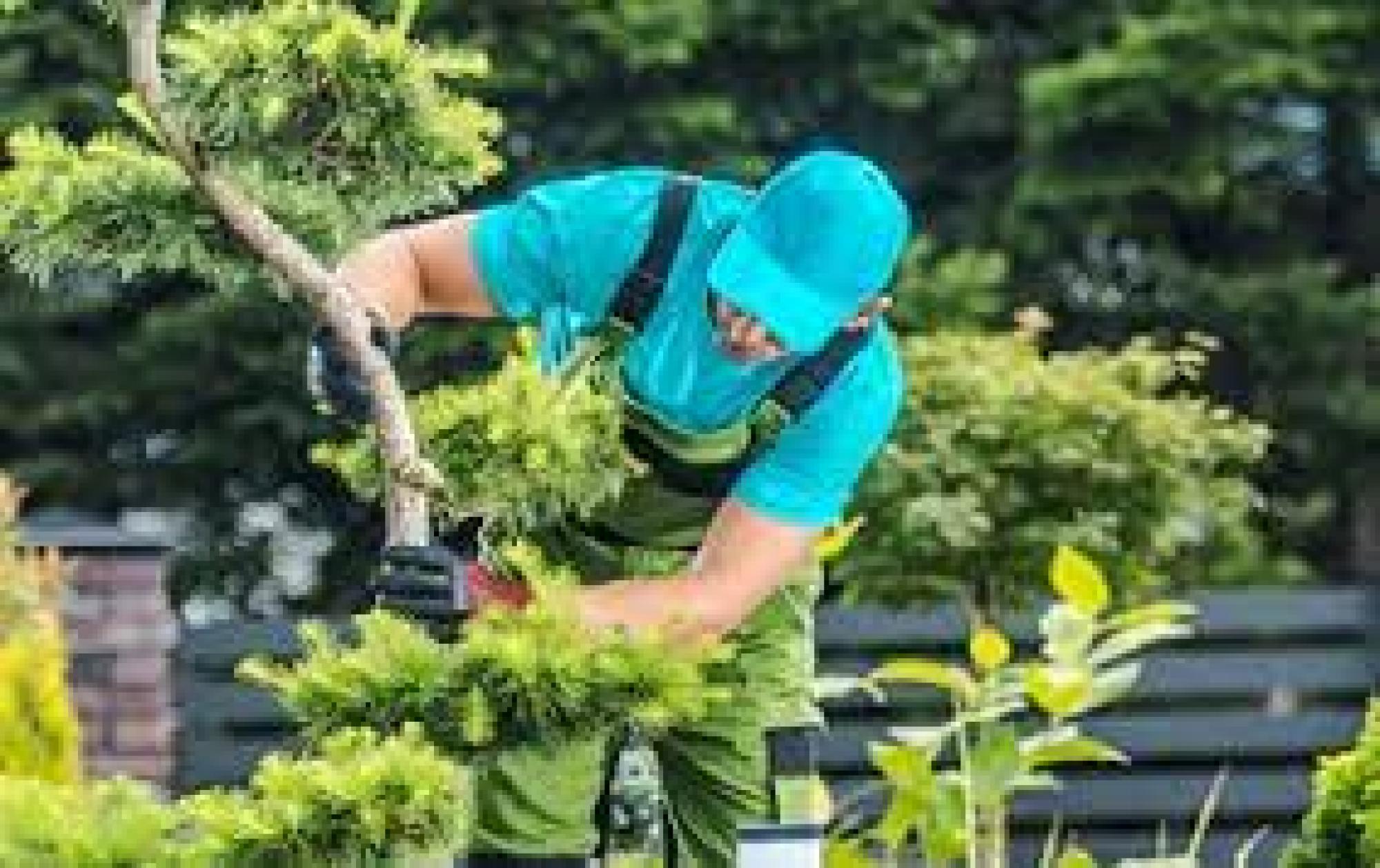 Jardinier Yvelines D’arbre en arbre paysagiste