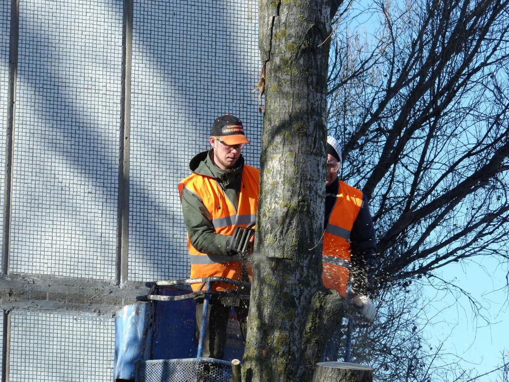 travaux d'abattage d'arbre 