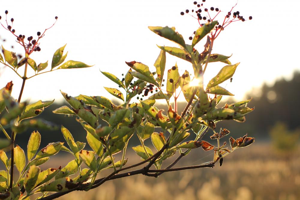 Feuilles malades 