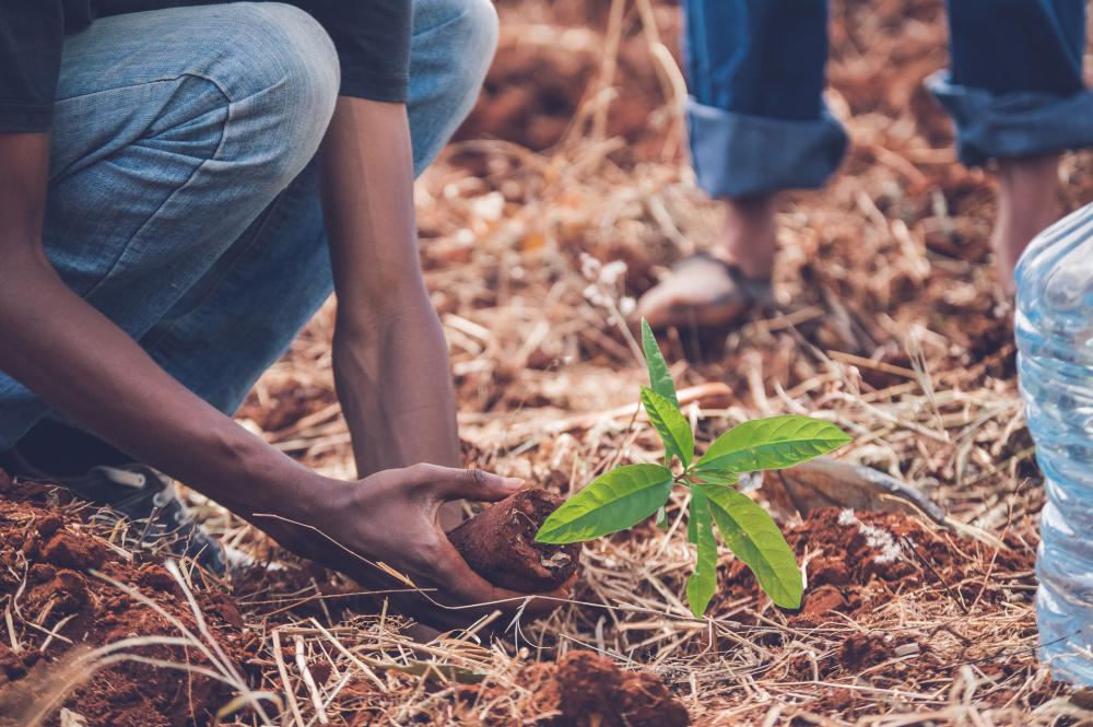 Plantation arbre 