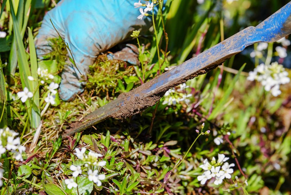 retrait mauvaises herbes 